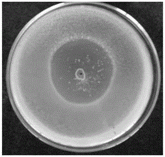 Bacterial-wilt-resistant Streptomyces rochei strain and bio-organic fertilizer thereof