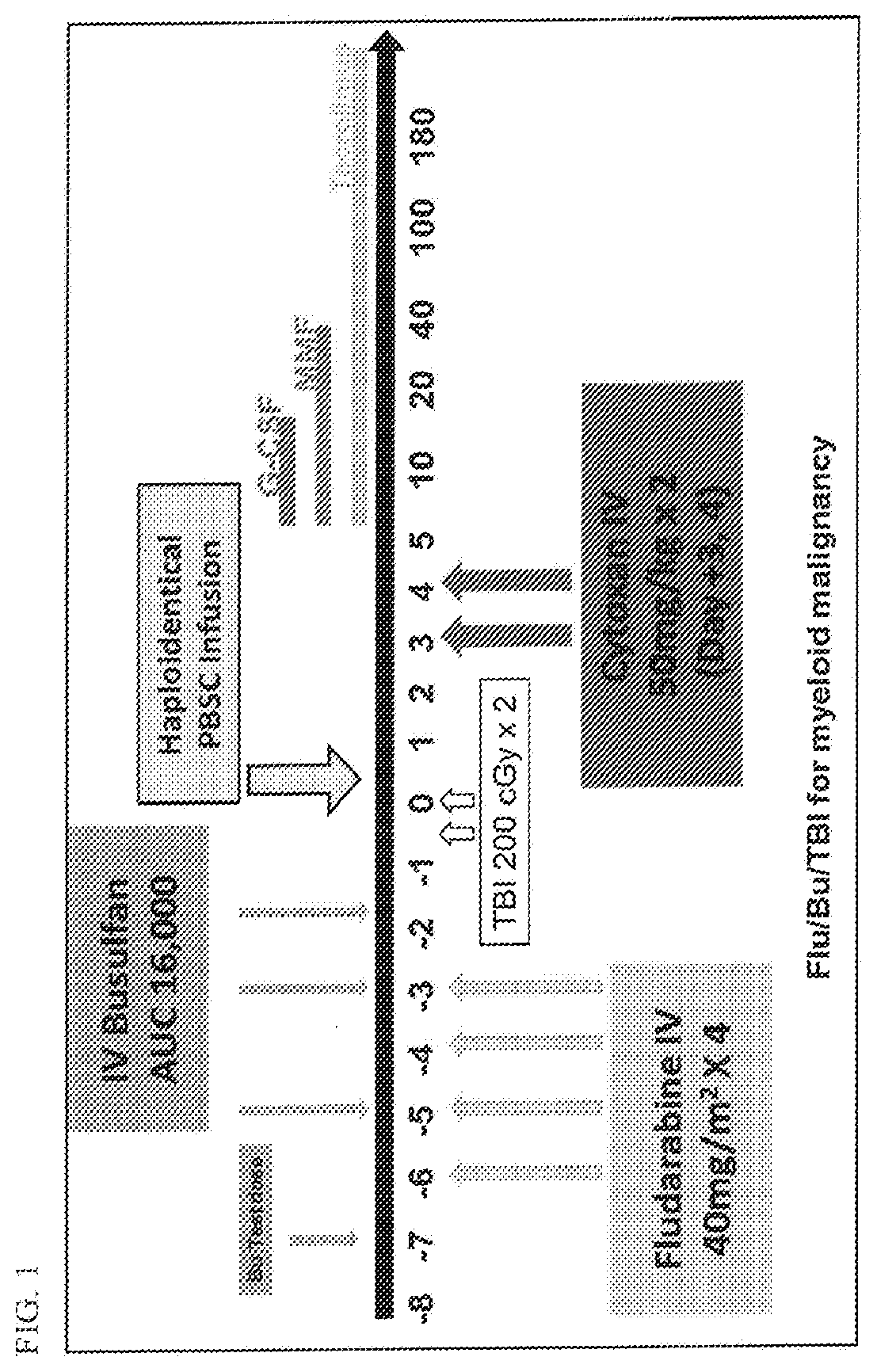 Methods for stem cell transplantation