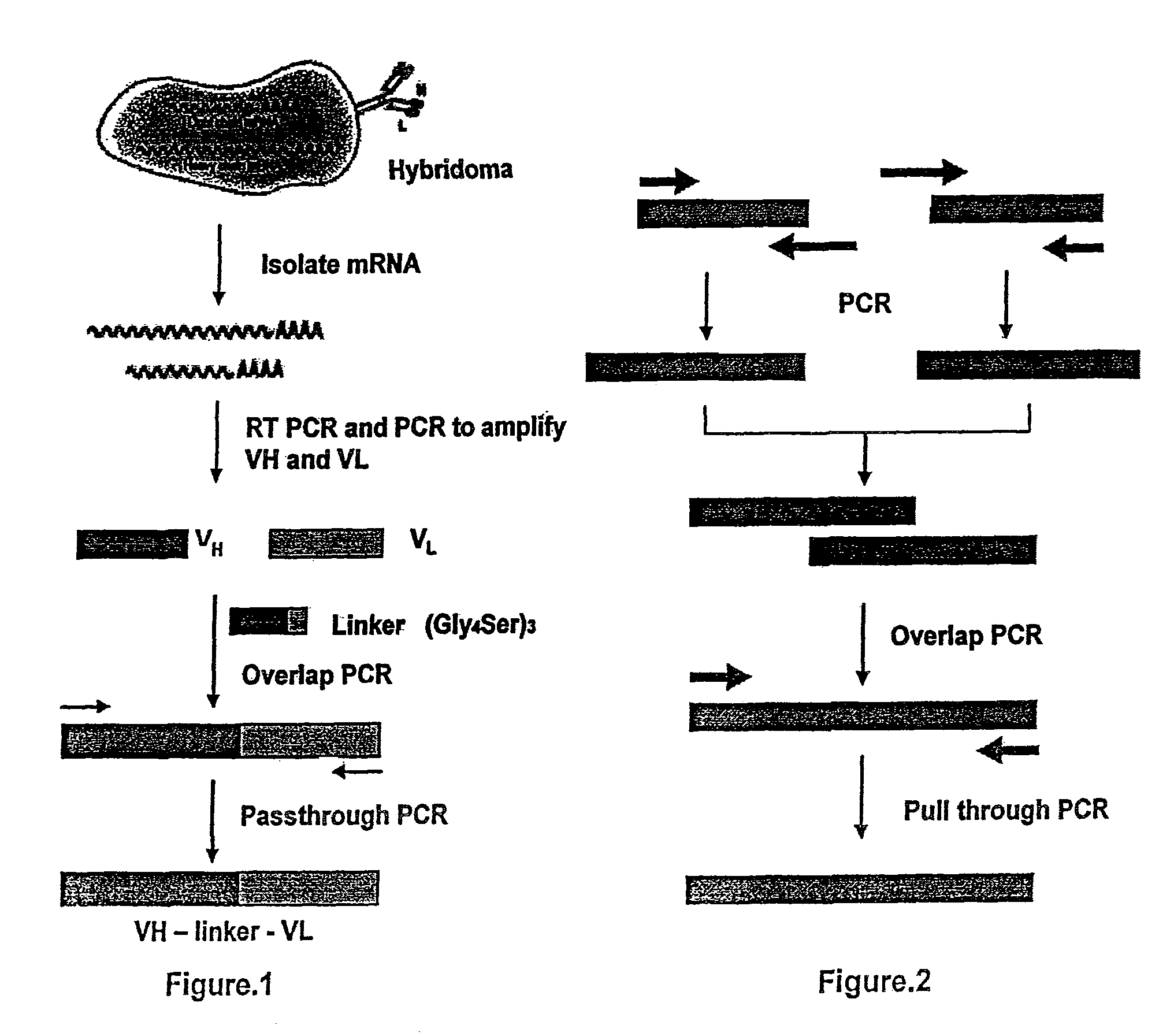 Humanized high affinity recombinant antibody against Hepatitis B surface antigen