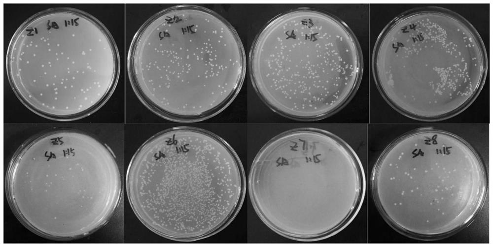 Traditional Chinese medicine composition capable of resisting staphylococcus aureus and a drug-resistant strain thereof and preparation method and application of traditional Chinese medicine composition