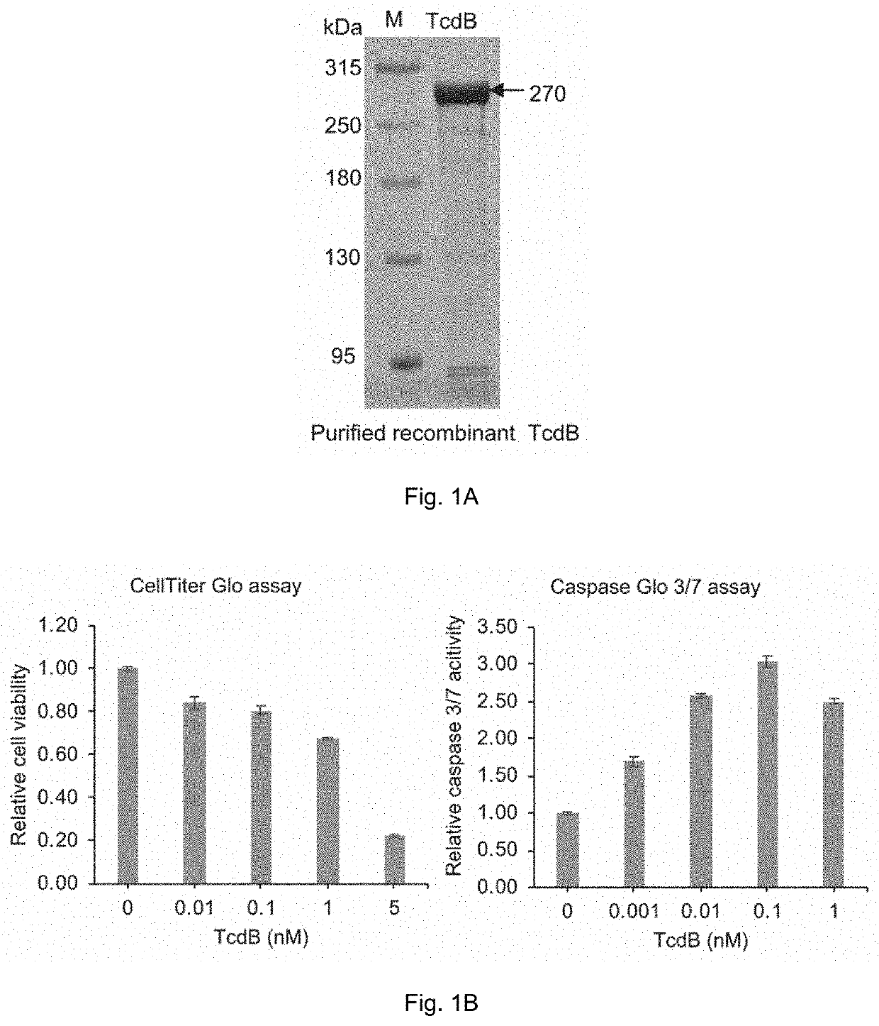 Method of treating clostridium difficile infection or its associated symptoms