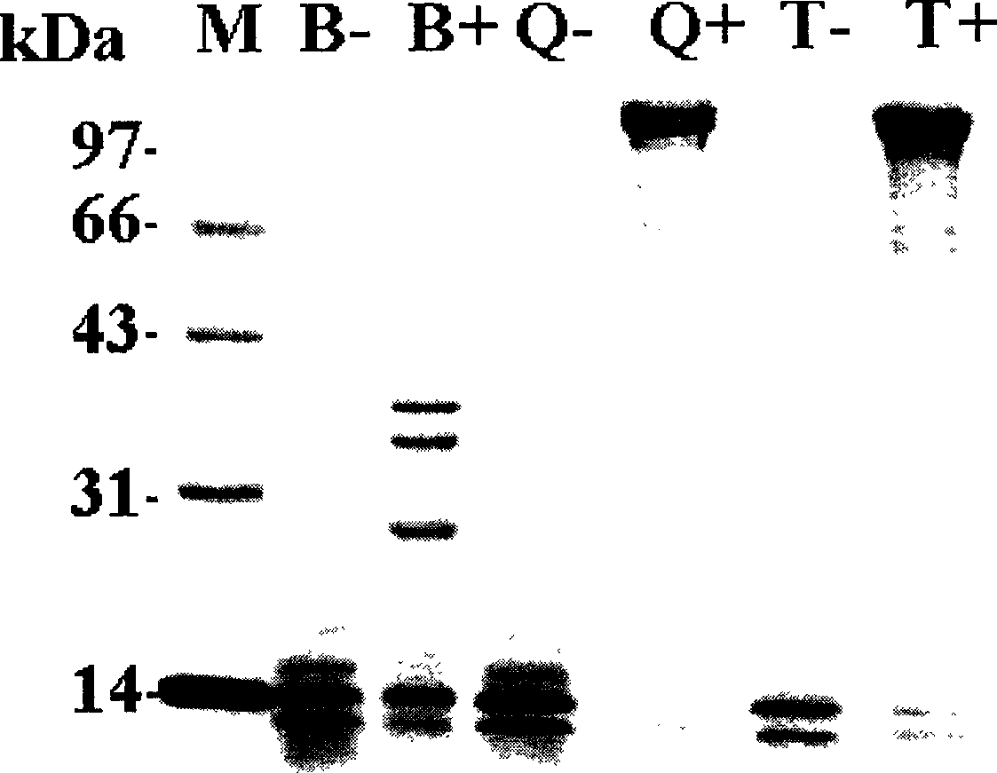 Dipel molecular companion gene, carrier containing same and bacterial strain