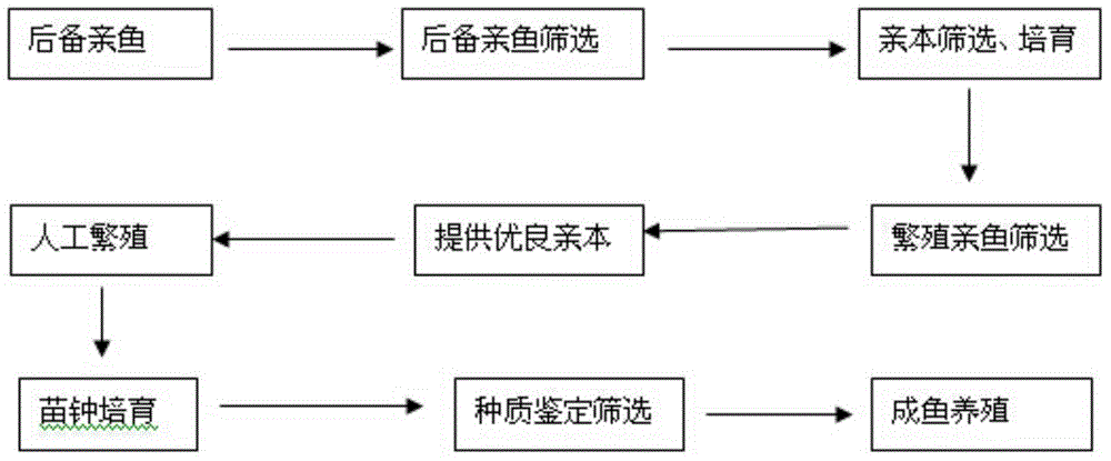 Selective breeding technology of yellow paramisgurnus dabryanus