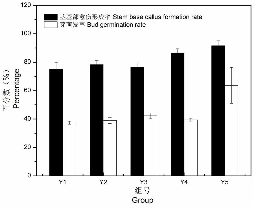 Method for establishing in-vitro regeneration system of persimmons