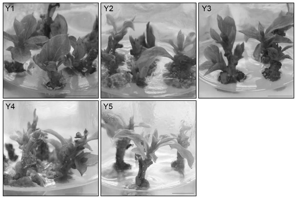 Method for establishing in-vitro regeneration system of persimmons