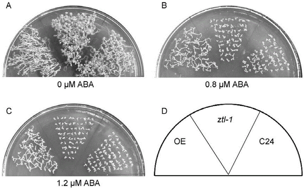 Application of ZTL protein and coding gene thereof to regulating and controlling ABA tolerance of plant
