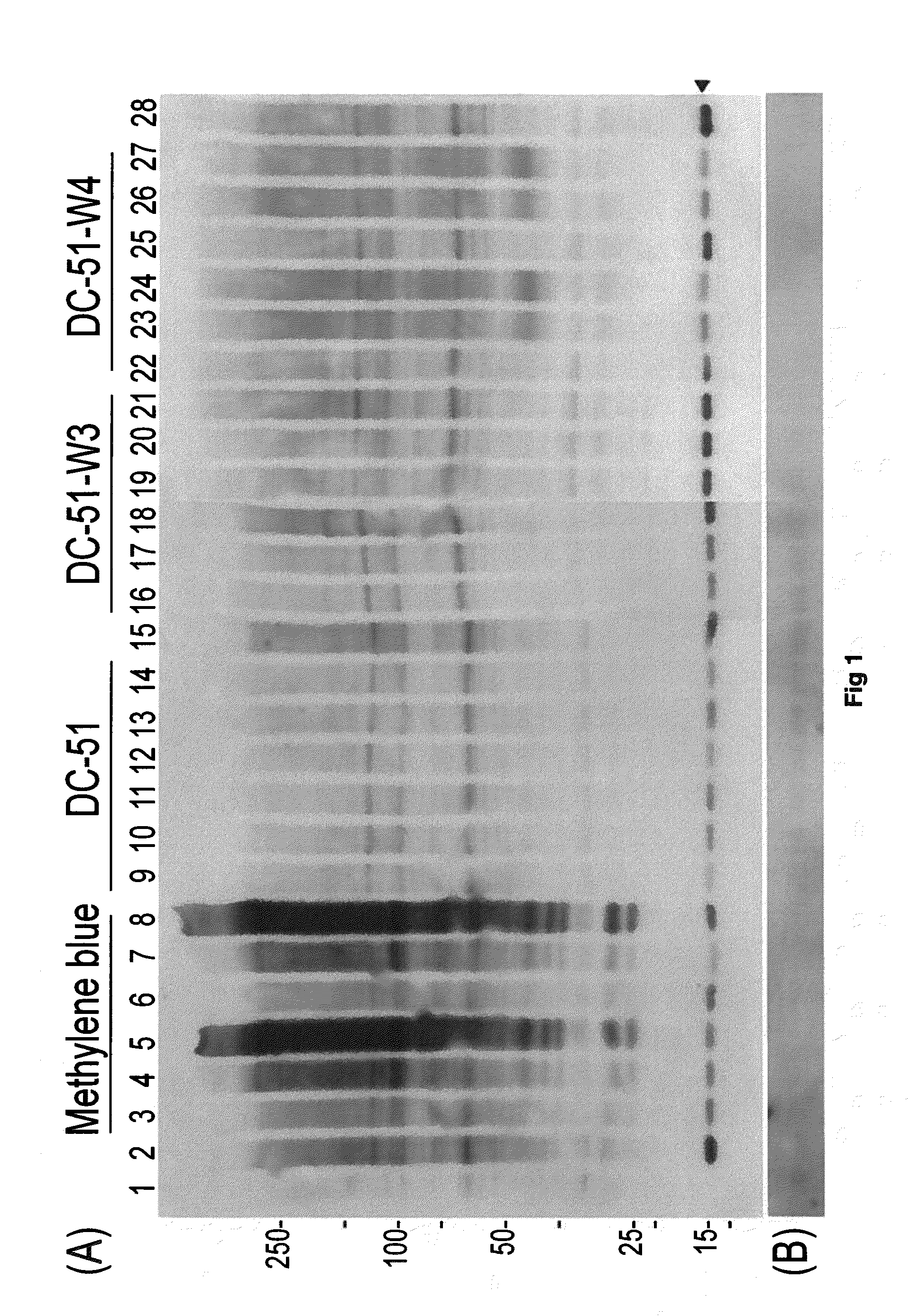 Compounds and compositions for use as modulators of tau aggregation and alleviation of tauopathies