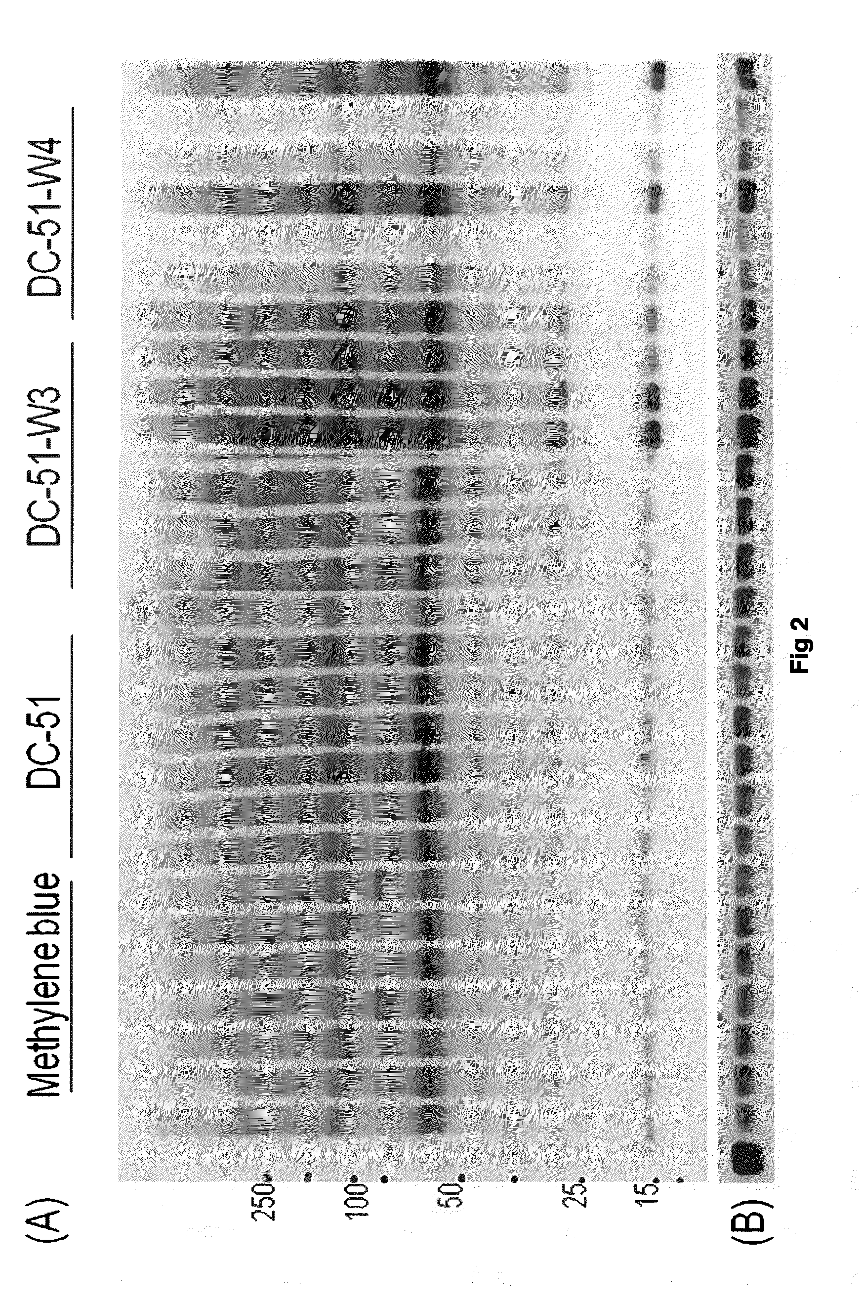 Compounds and compositions for use as modulators of tau aggregation and alleviation of tauopathies