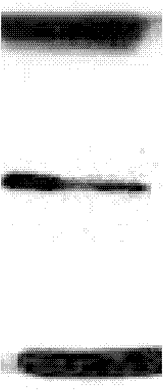 Method for inducing and differentiating functional cardiocytes by utilizing endometrial stem cells