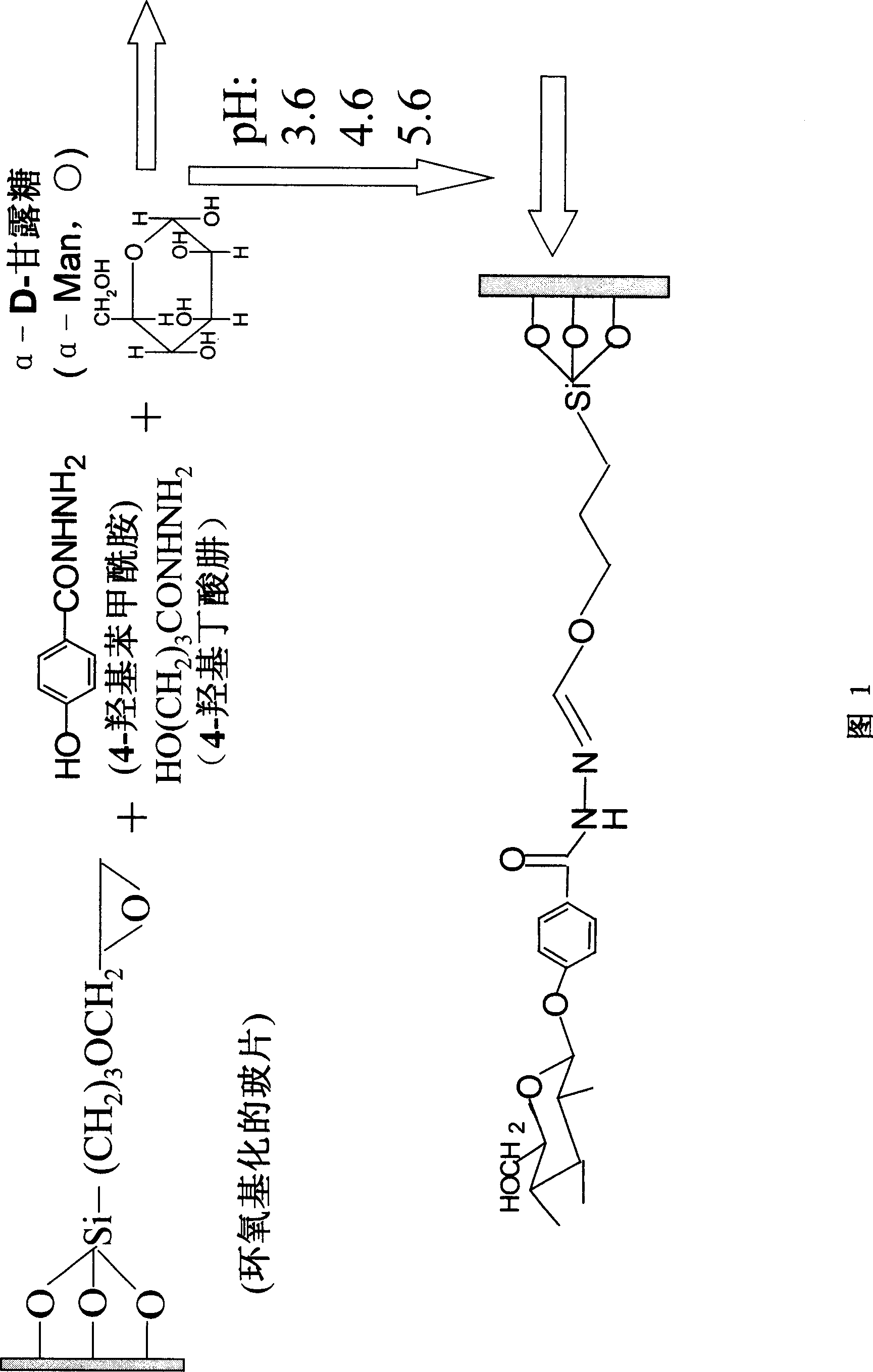 Process of sugar bio-chip
