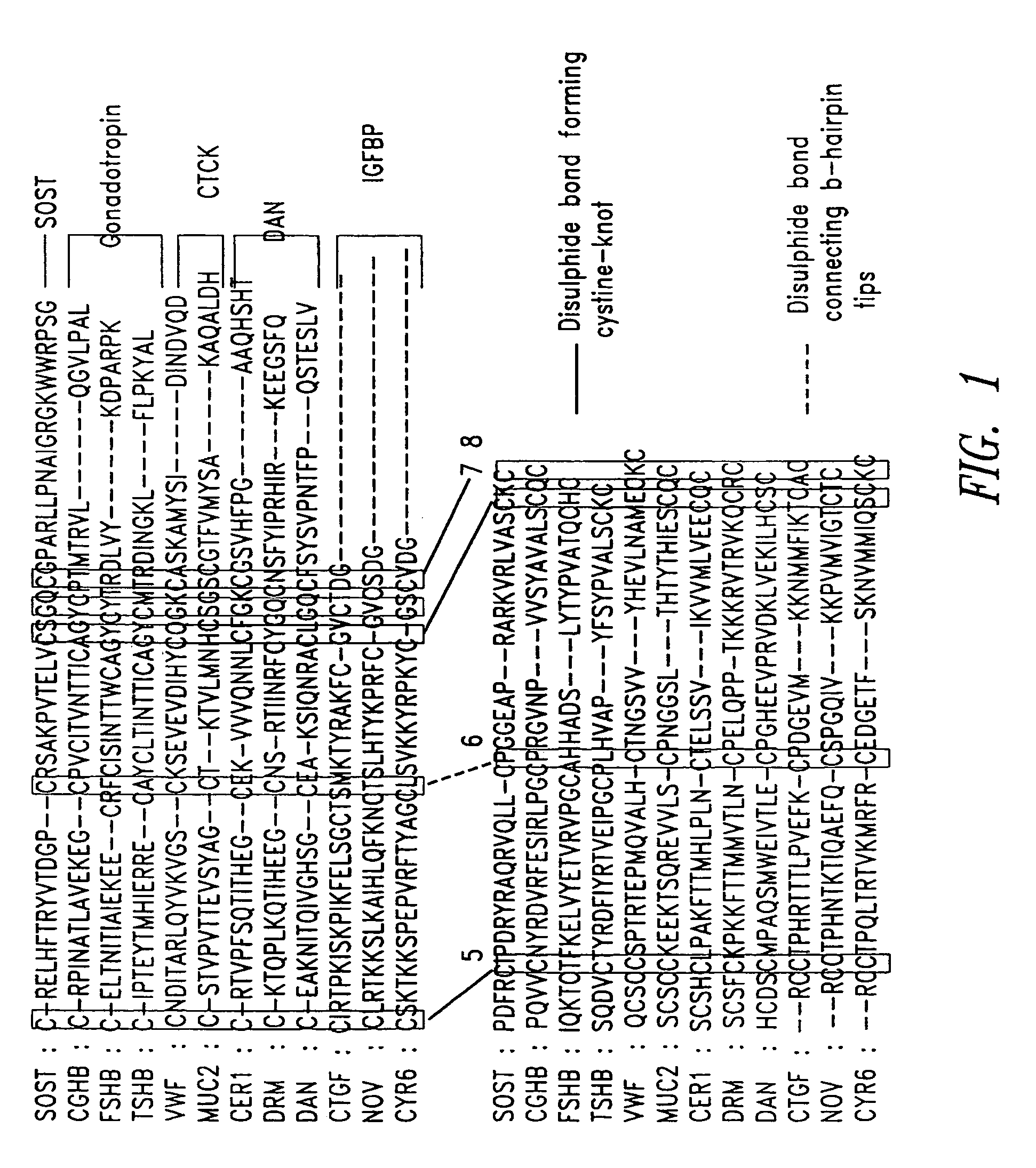 Antibodies specific for sclerostin and methods of screening and use therefor