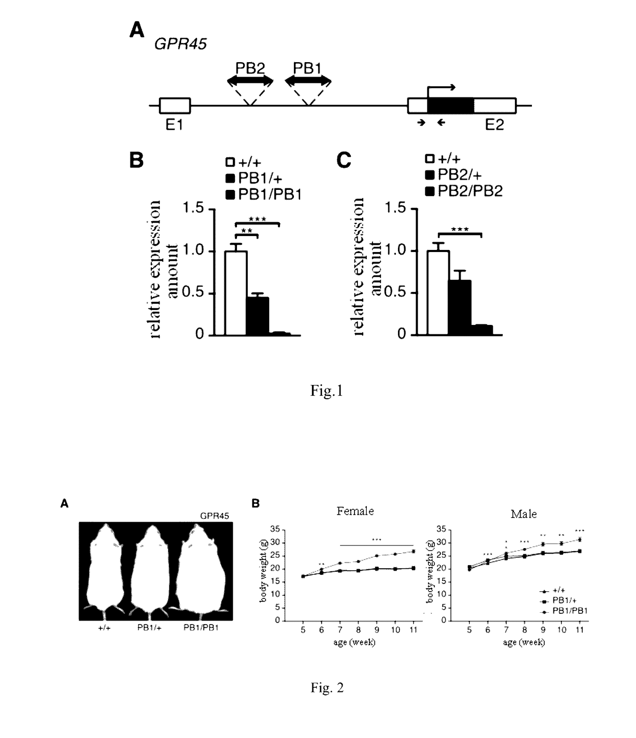 Application of gpr45 gene