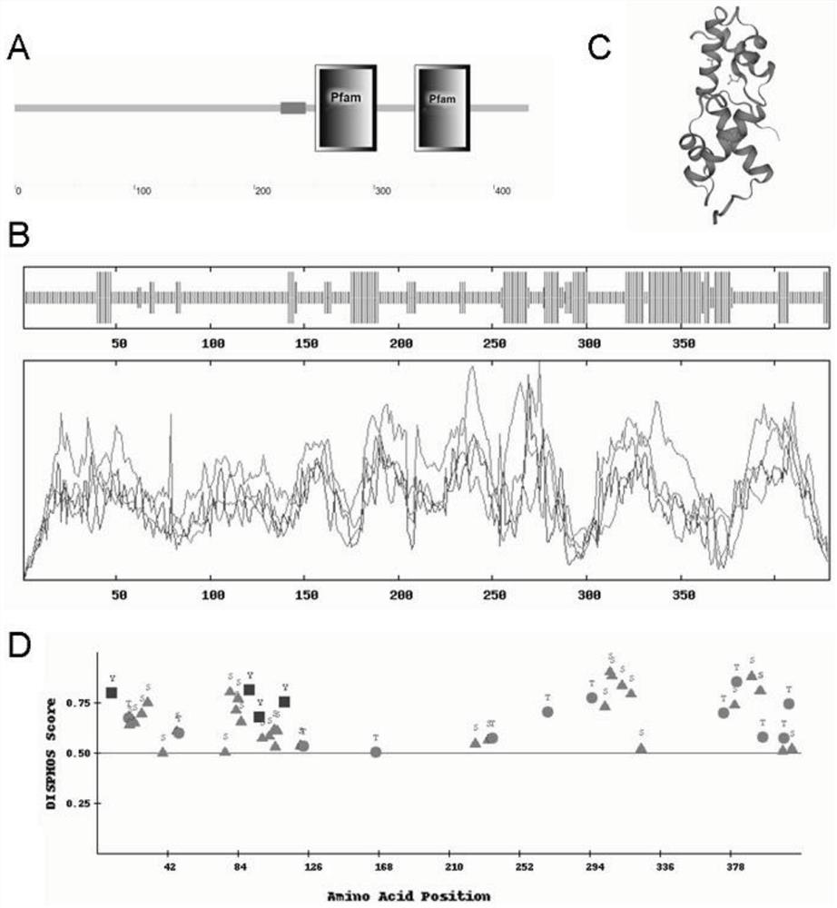 Eremochloa ophiuroides EoPHR2 gene and expression protein and application thereof