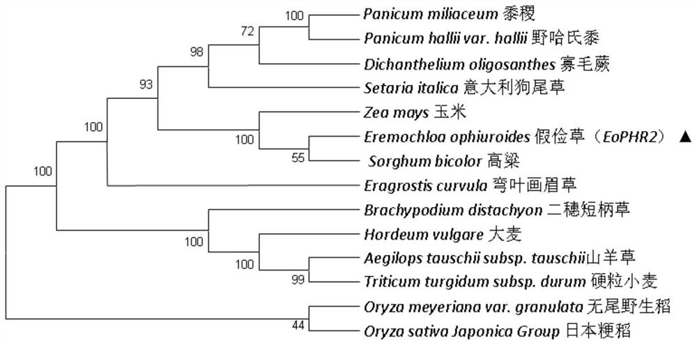 Eremochloa ophiuroides EoPHR2 gene and expression protein and application thereof