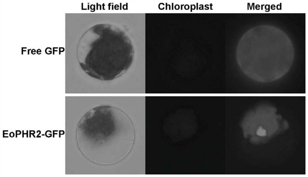 Eremochloa ophiuroides EoPHR2 gene and expression protein and application thereof