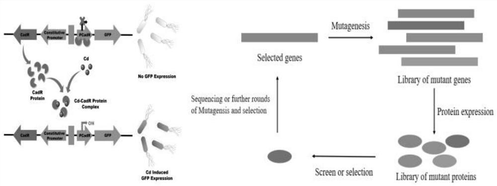 CadR gene mutant, recombinant vector containing mutant and application of recombinant vector