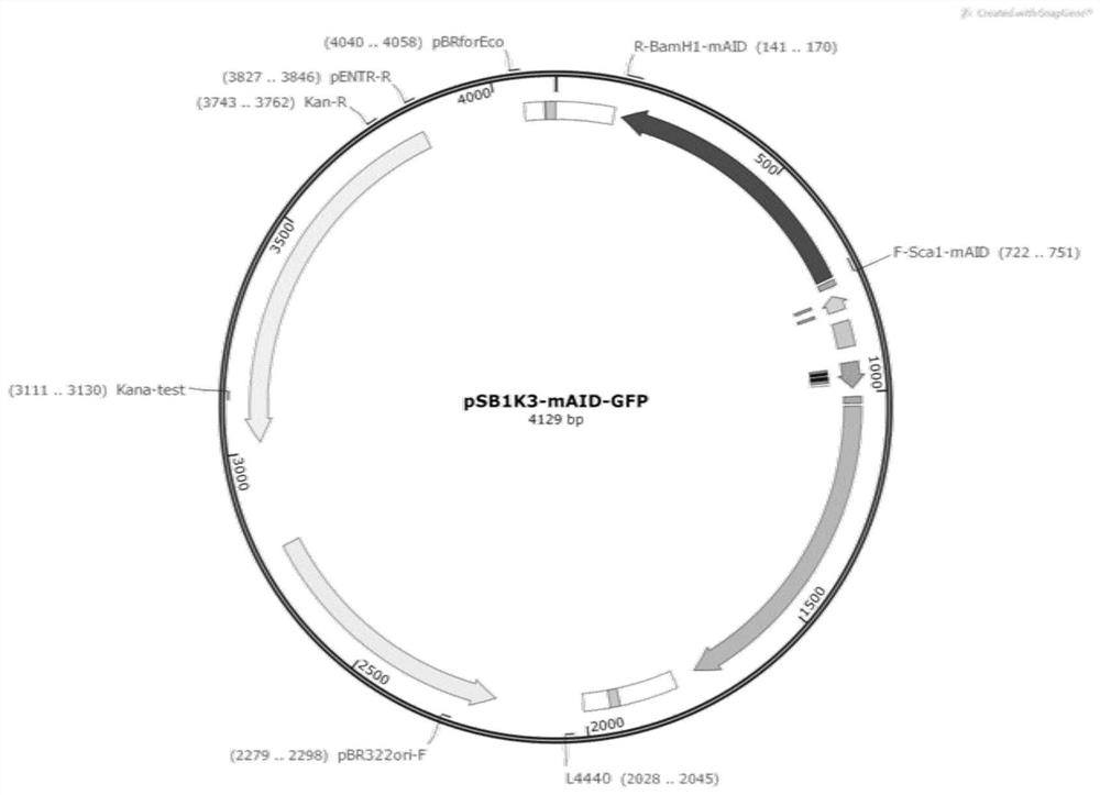 CadR gene mutant, recombinant vector containing mutant and application of recombinant vector