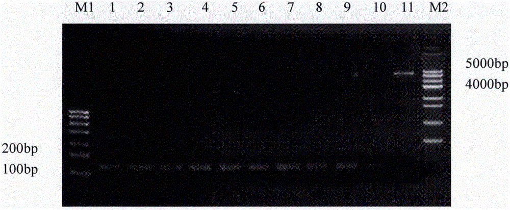 Group of NZ2114 histidine mutants, and preparation method thereof