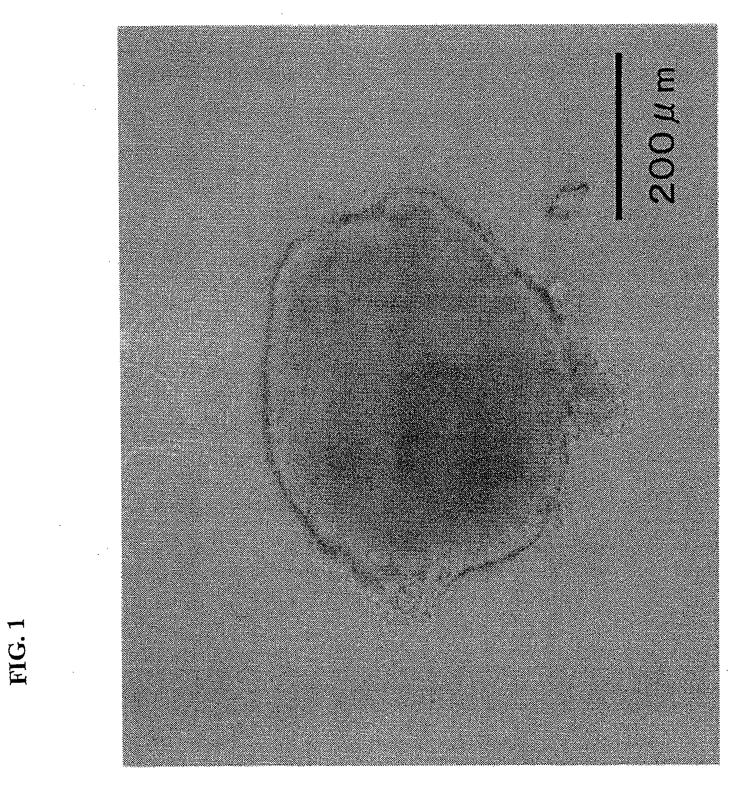 Container for germ layer formation and method of forming germ layer