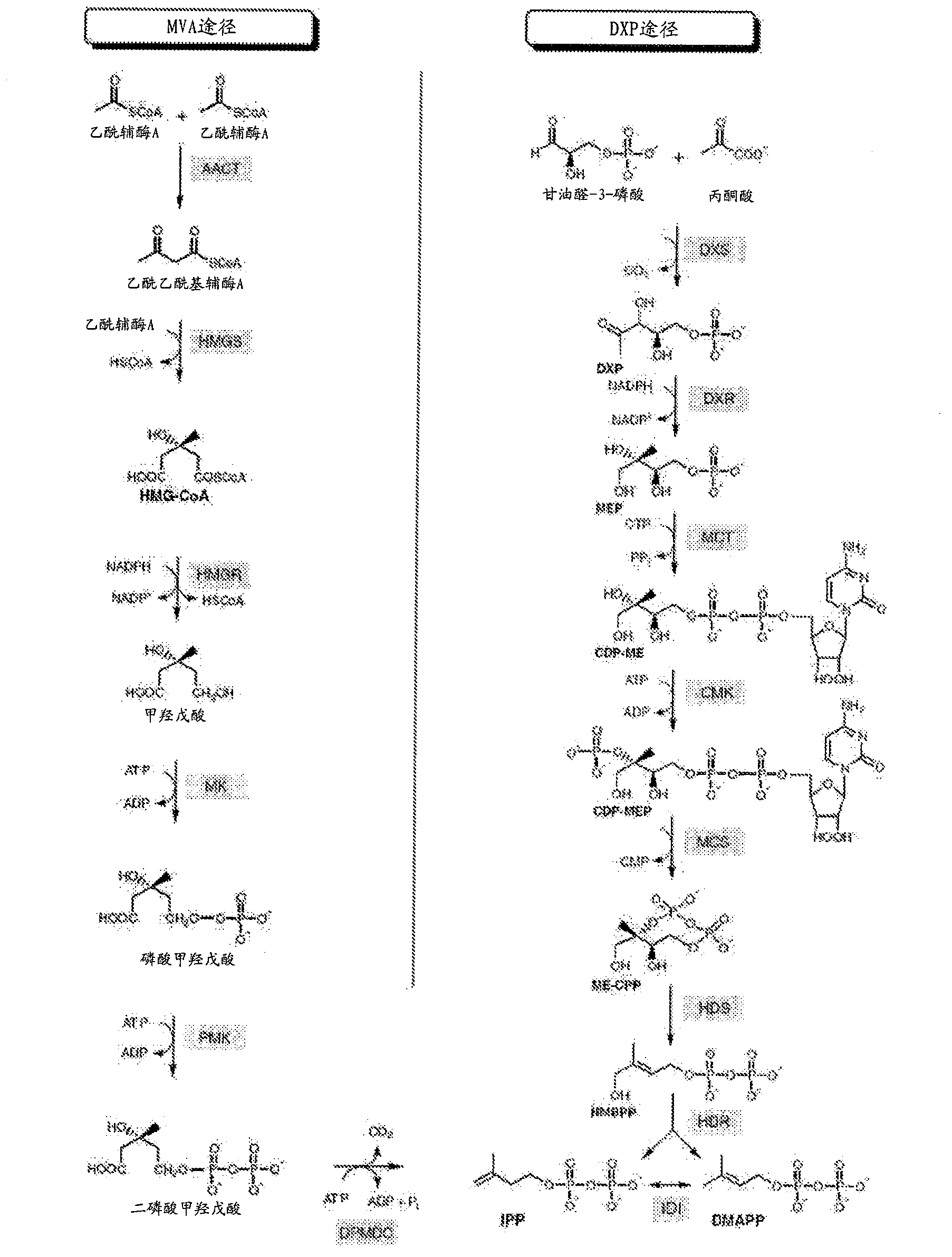 Compositions and methods for the increased production of isoprene and other products with 6 - phosphogluconolactonase (PGL)
