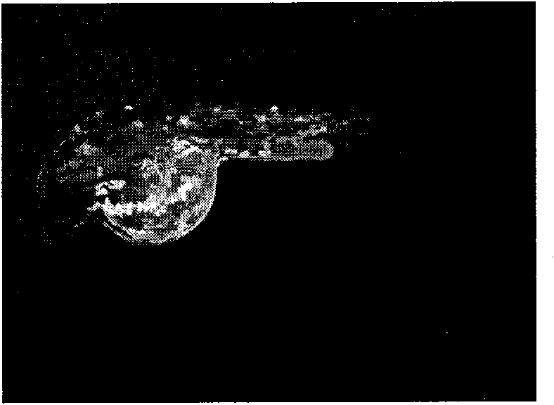 Fish gene transfer vector based on Tgf2 transposons and preparation method thereof