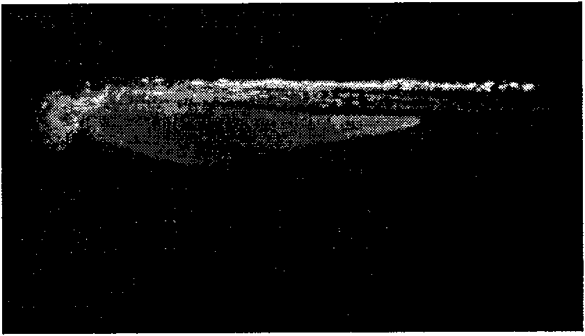 Fish gene transfer vector based on Tgf2 transposons and preparation method thereof