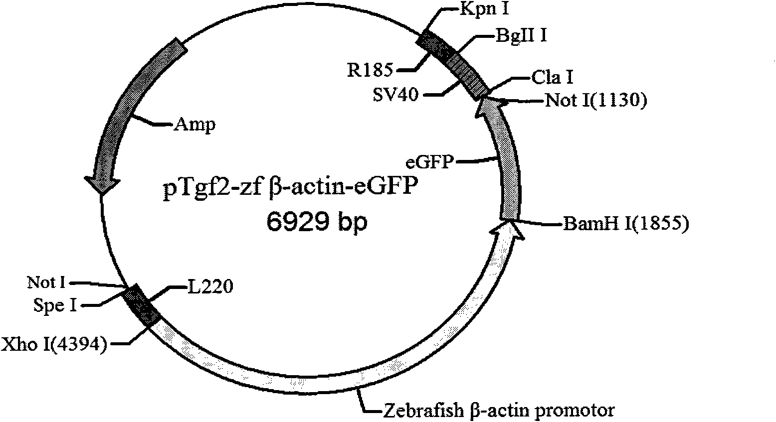 Fish gene transfer vector based on Tgf2 transposons and preparation method thereof