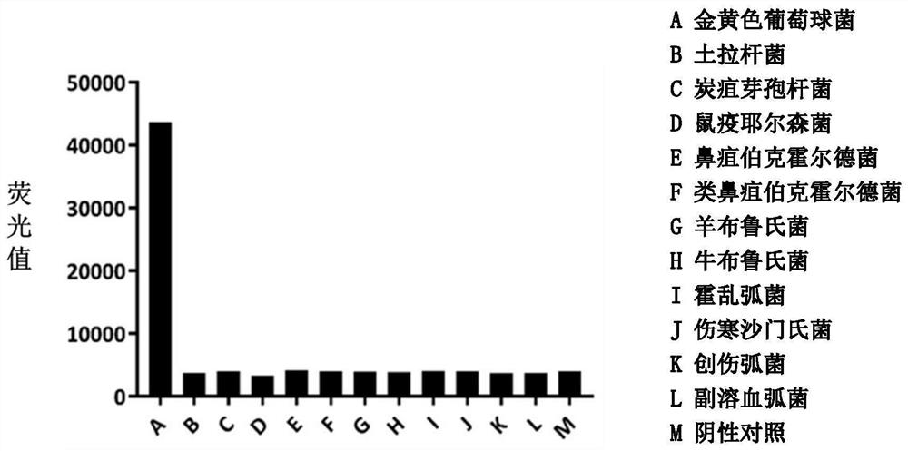 Detection method of Staphylococcus aureus based on exo-rpa technology and its complete set of reagents