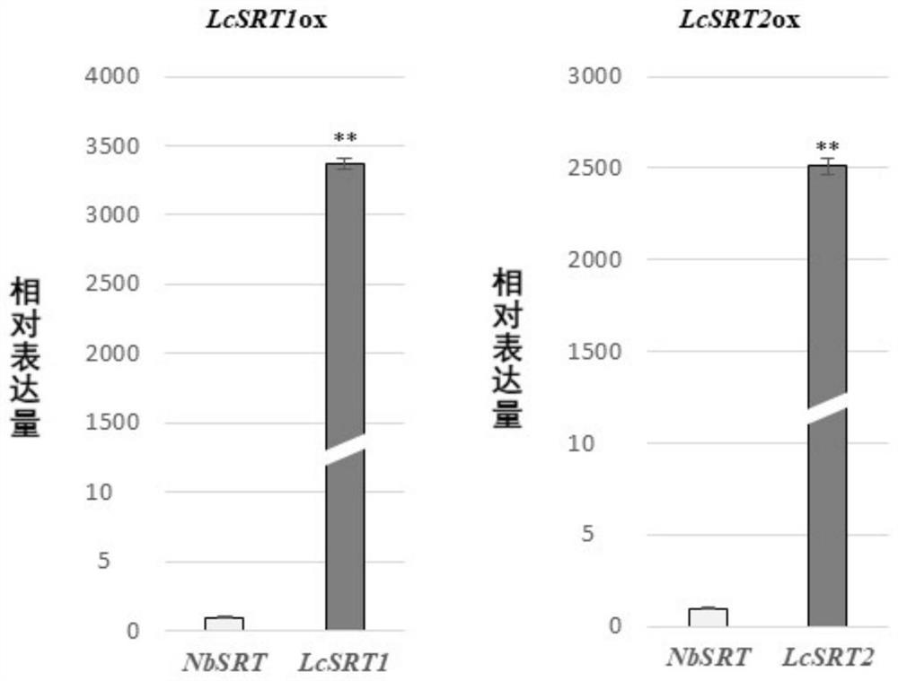 Application of Sir2 family gene or protein in regulation and control of sizes of plant organs