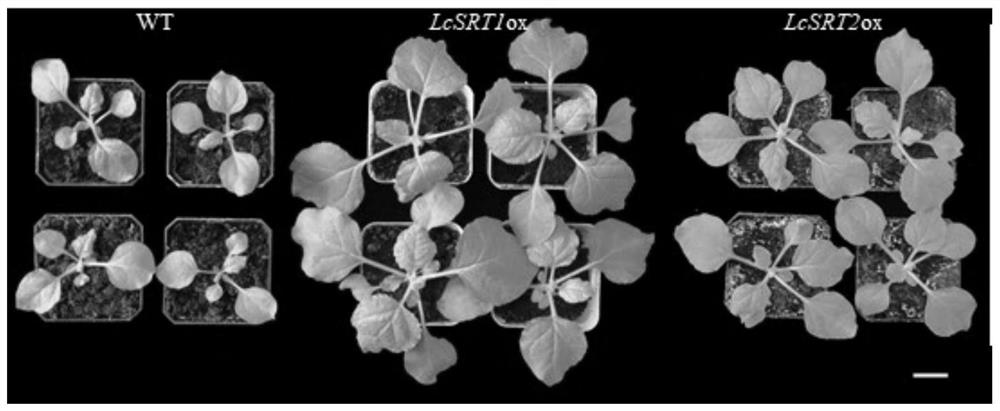 Application of Sir2 family gene or protein in regulation and control of sizes of plant organs