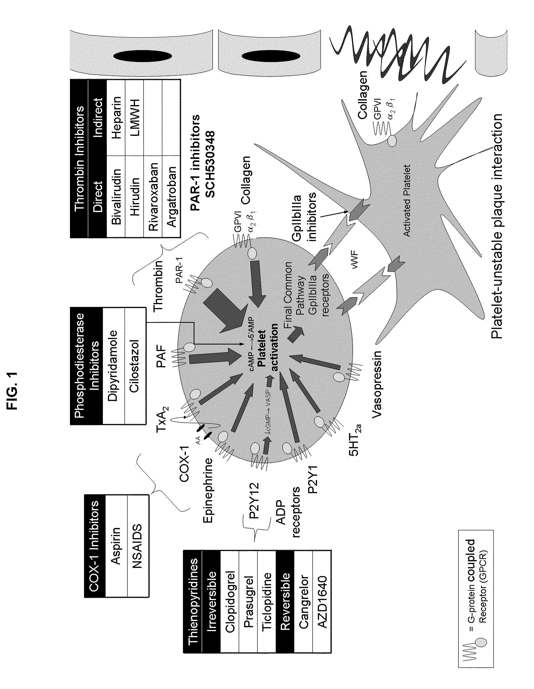 Methods and compositions for the assessment of drug response