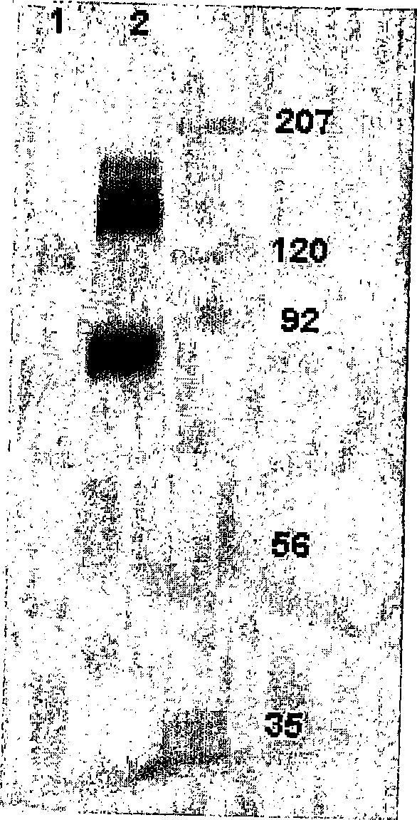 Cytotoxicity mediation of cells evidencing surface expression of cd44