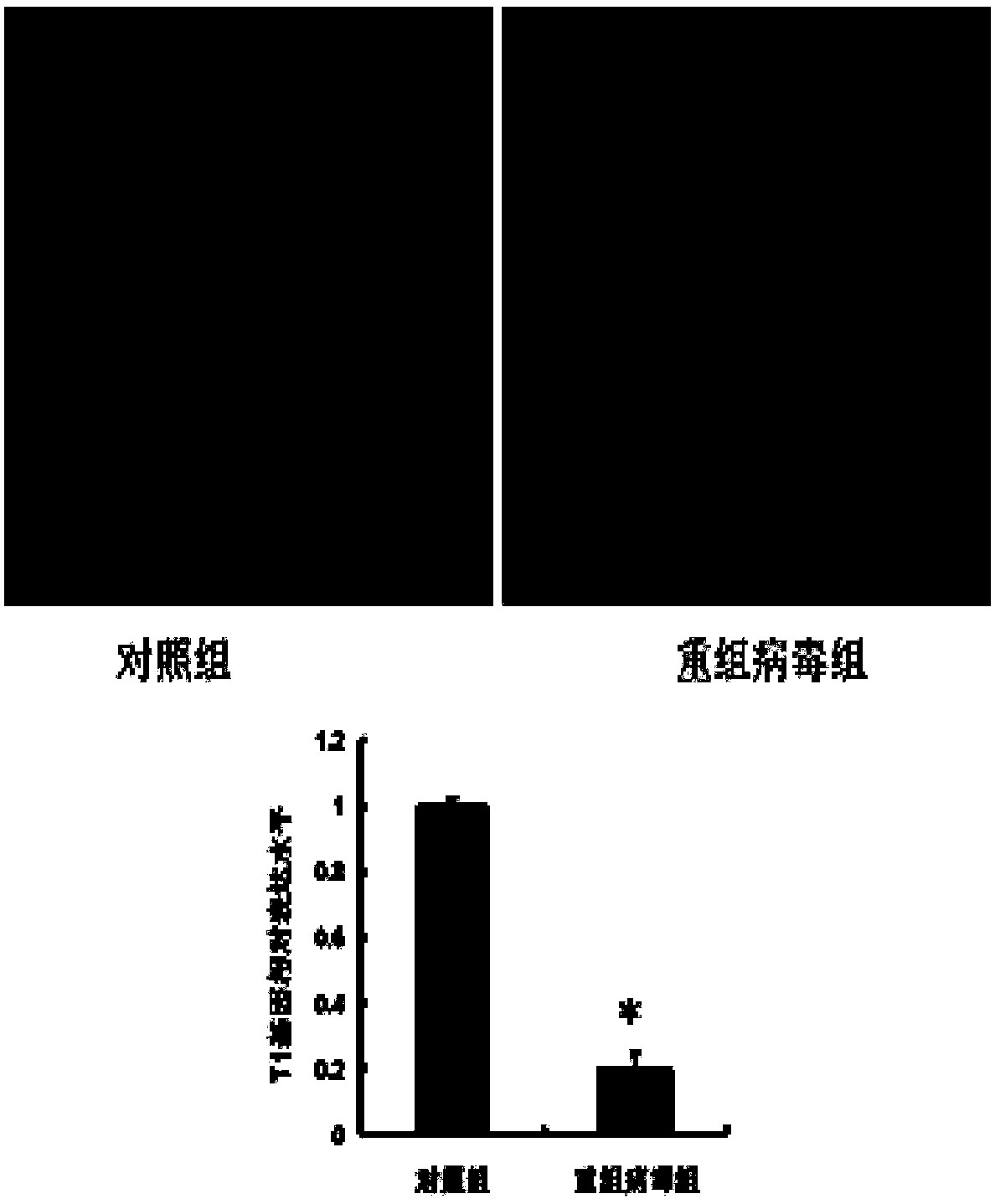 Recombinant virus silencing T1 protein, and construction method and application thereof