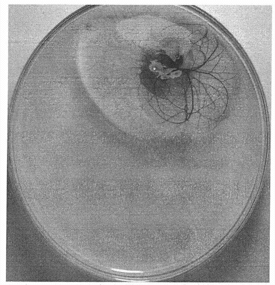 Method for detecting anti-anaphylaxis function of compound