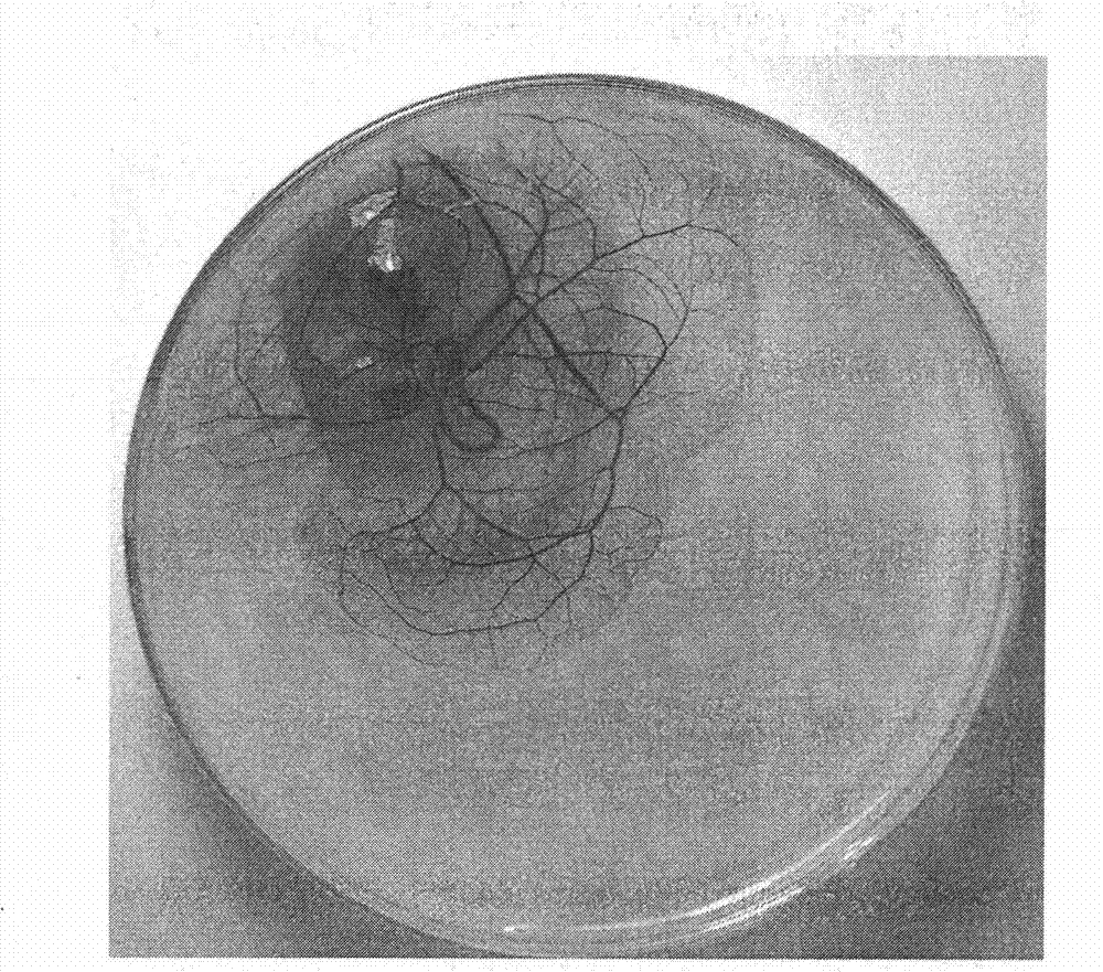 Method for detecting anti-anaphylaxis function of compound