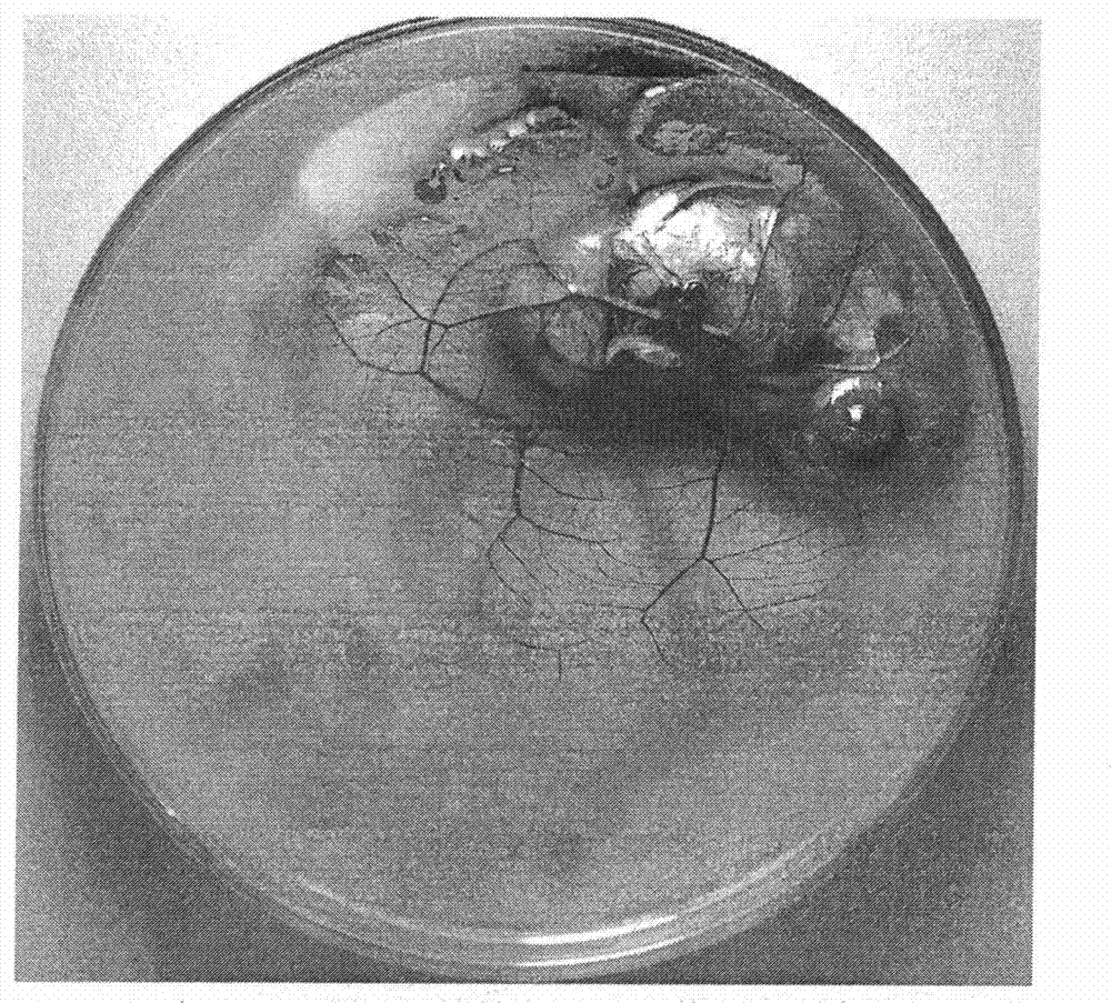 Method for detecting anti-anaphylaxis function of compound