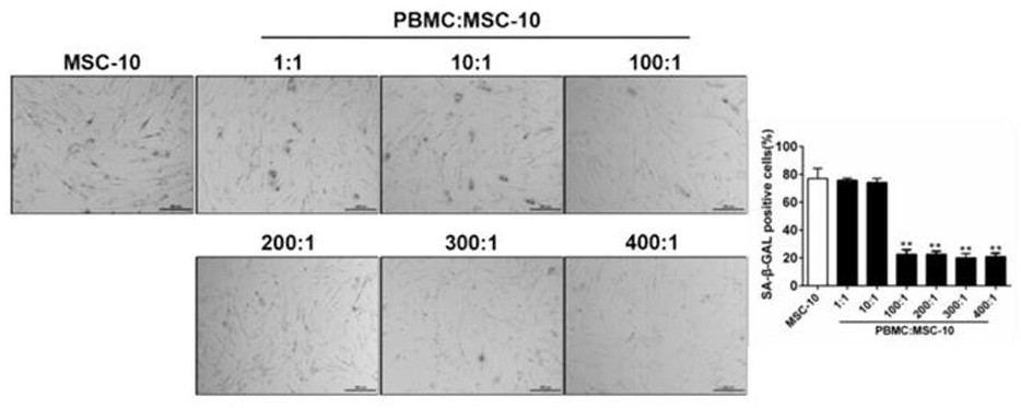 Method for resisting human mesenchymal stem cell aging and enhancing stem characteristics of human mesenchymal stem cells