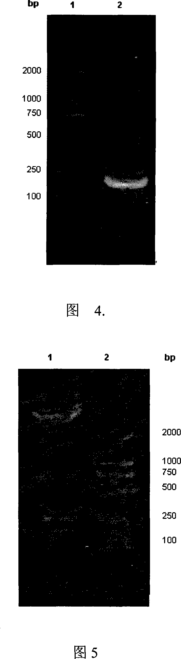Recombined protein carrier PEA II-HphA of actively carrying exogenic gene, its preparing method and use