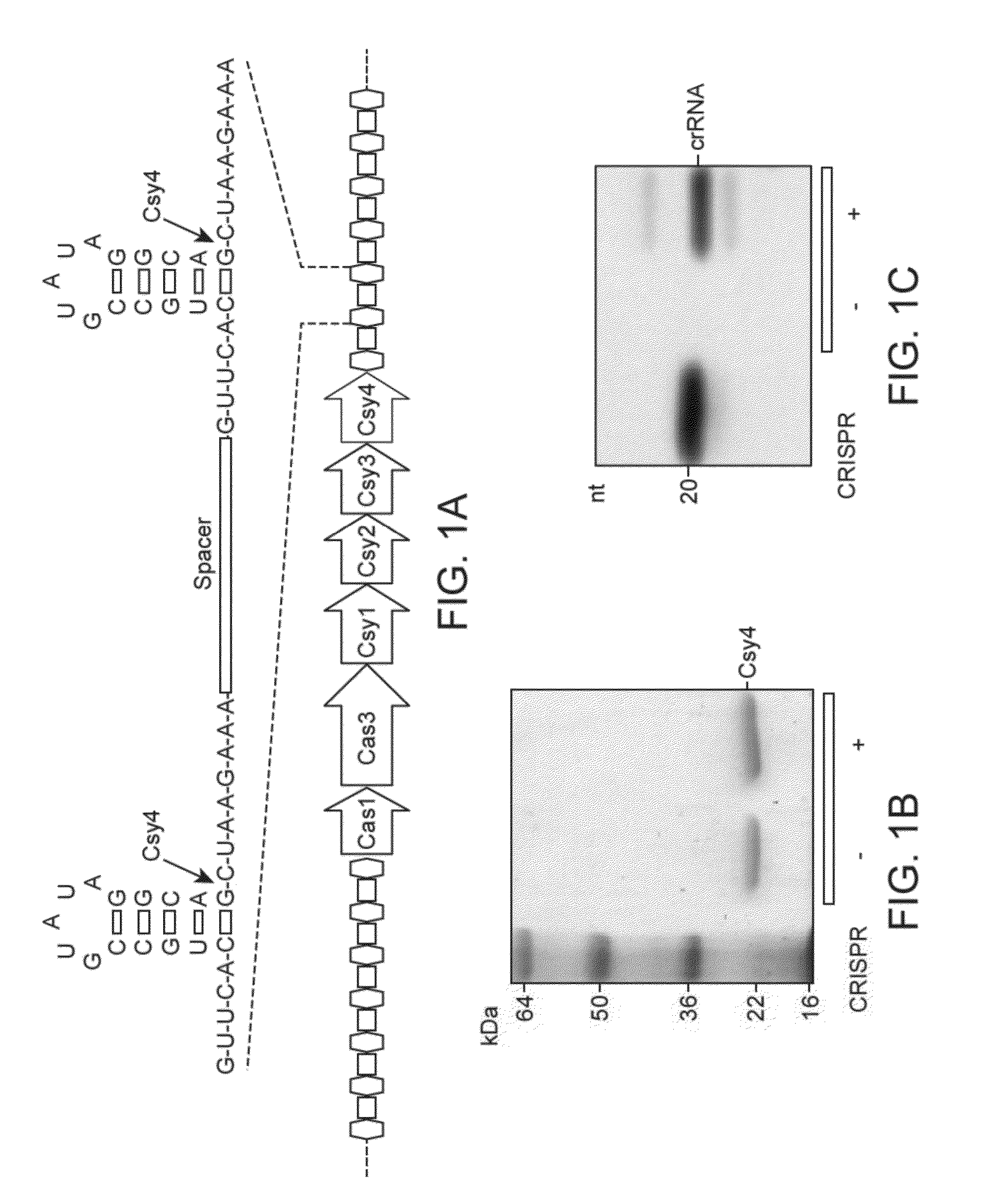 Endoribonuclease compositions and methods of use thereof