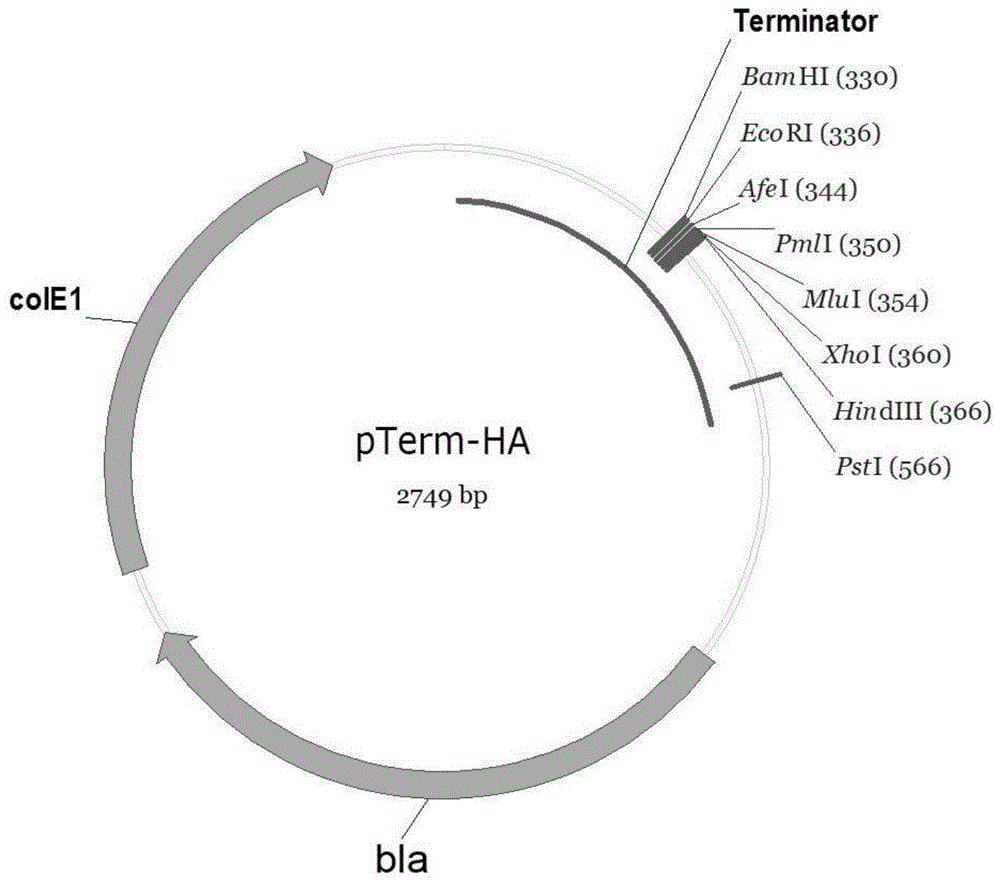 High-copy pTerm plasmid as well as construction method and application thereof