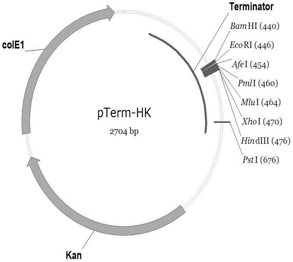 High-copy pTerm plasmid as well as construction method and application thereof