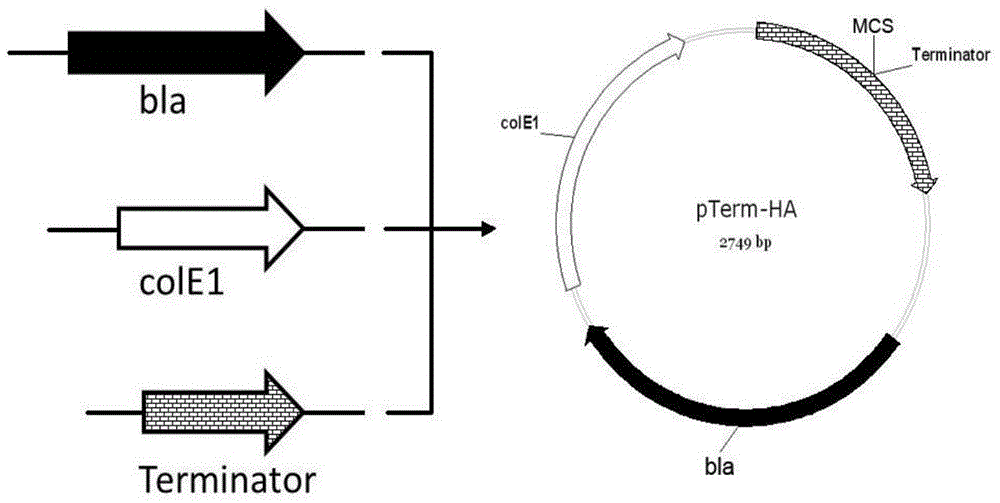 High-copy pTerm plasmid as well as construction method and application thereof