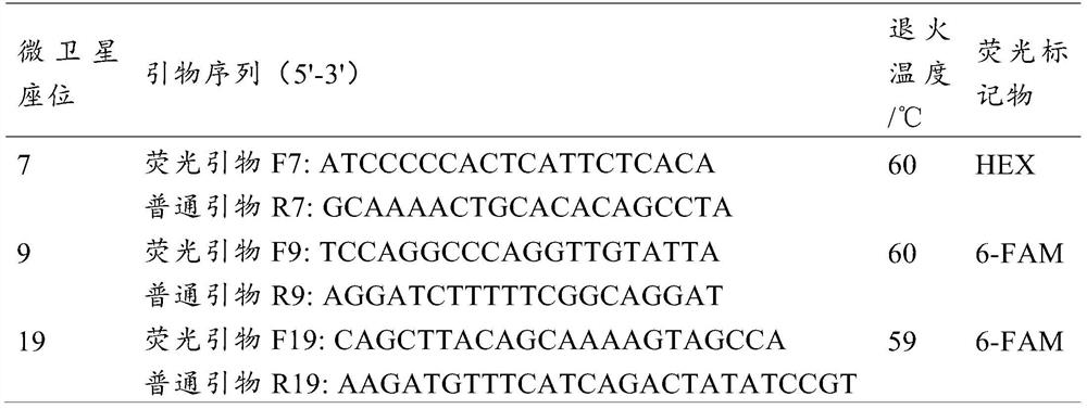 Specific microsatellite primer composition for identifying experimental minipig breeds and method for identifying experimental minipig breeds