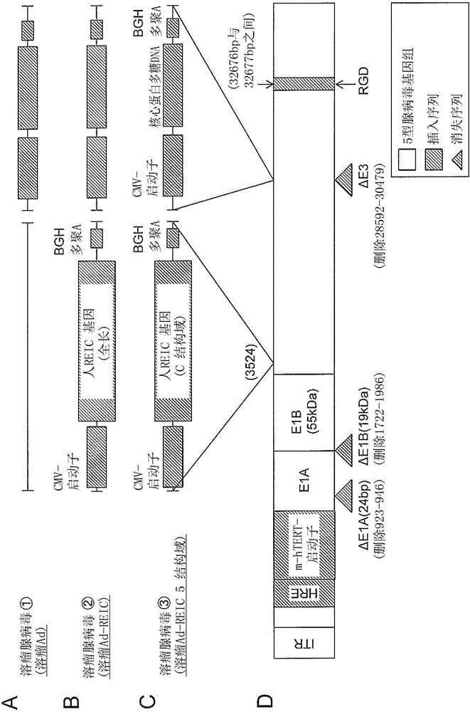 Conditionally replicating adenovirus expressing REIC gene