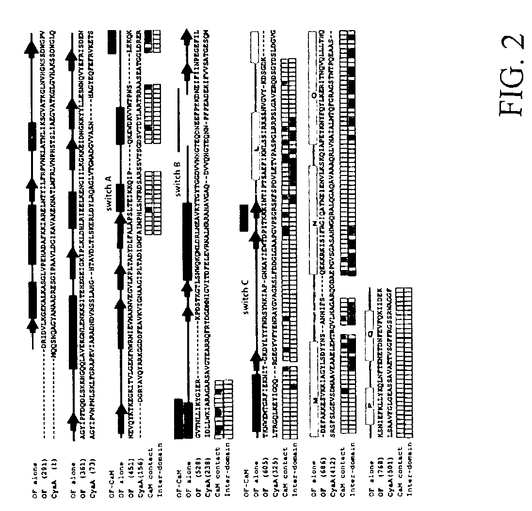 Methods and compositions relating to anthrax pathogenesis