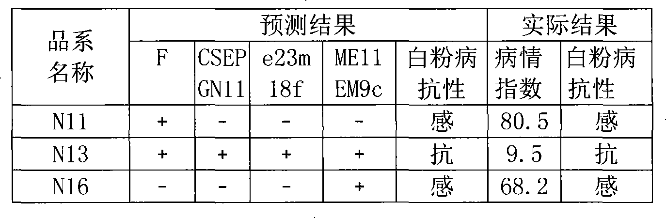 Cucumber powdery mildew resistance main effect QTL compact linkage molecule labeling method and applying method
