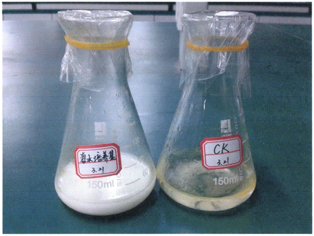 A Novel Seawater Fermentation Strain Producing Biosurfactant