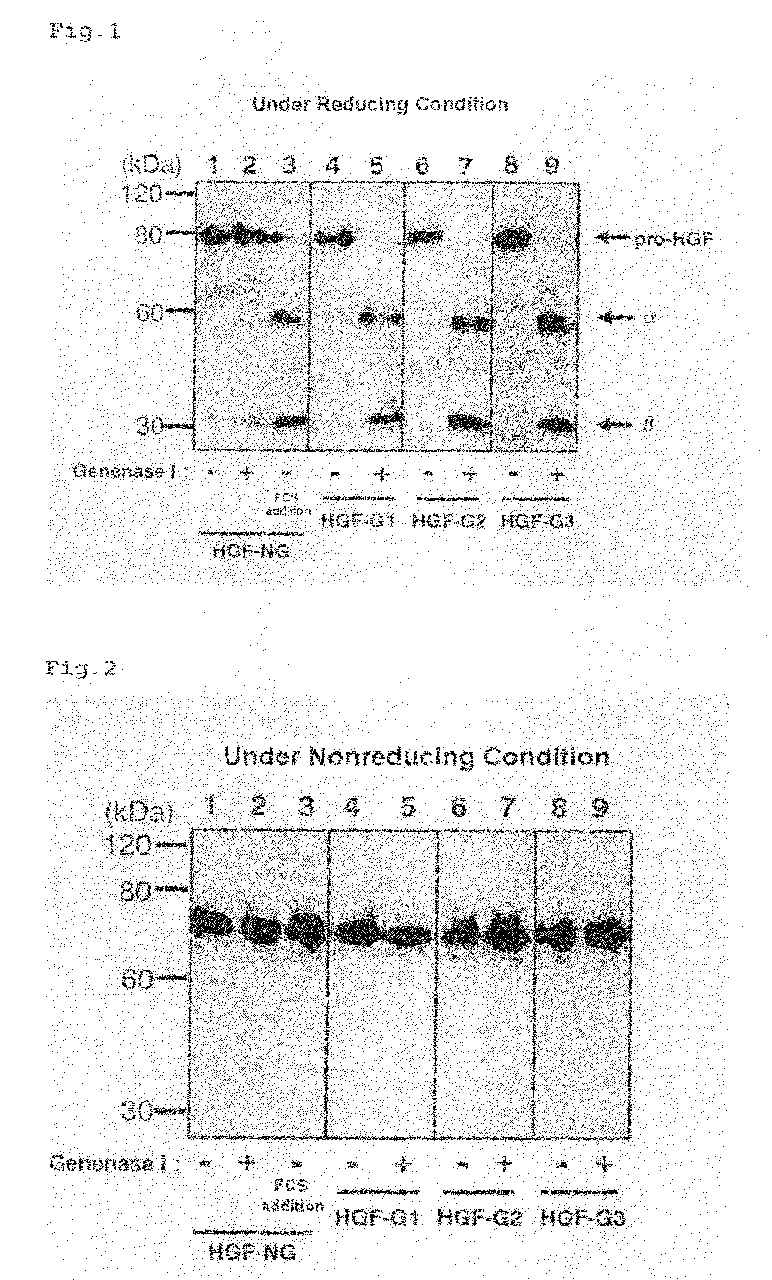 HGF precursor protein variant and active protein thereof