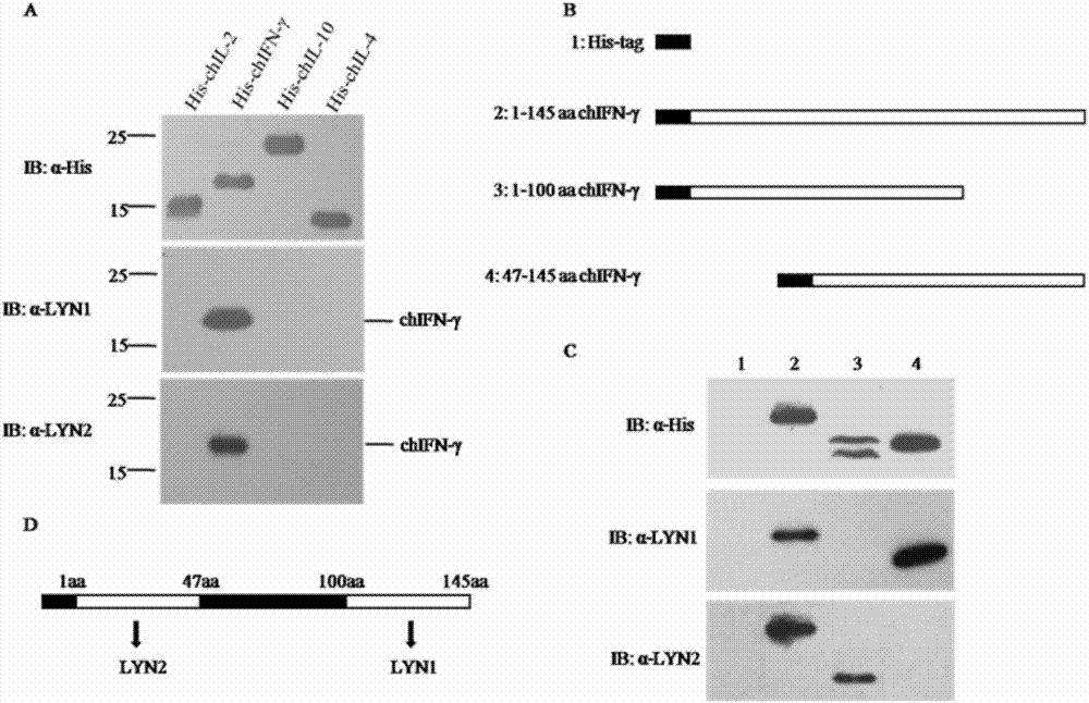 Method and special kit for detecting content of avian gamma-interferon (IFN-gamma)