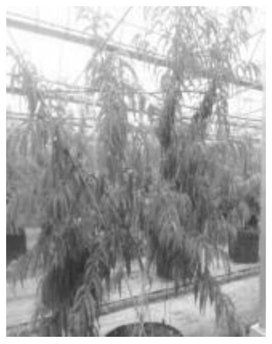A pruning method of planar four-main-branch tree shape and its application in cultivation